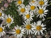 Erigeron compactus