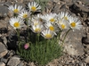 Erigeron compactus