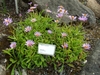 low-growing plant with pink daisy "flowers" with yellow disks.