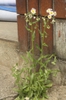Erigeron philadelphicus