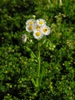 leaves and flowers