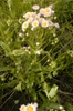 leaves and flowers