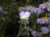 Underside of flower and hairy stem.