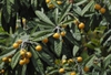 leaves and fruit