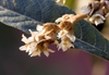 leaves and flowers