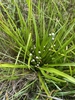 Form with Flowers