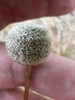 Seed Pod Closeup
