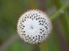 Flower Closeup