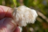 Eriophorum virginicum