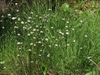 Eriophorum virginicum