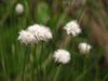 Eriophorum virginicum