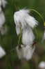 Eriophorum angustifolium