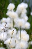 Eriophorum angustifolia
