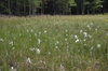 Eriophorum angustifolia