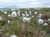 Eriophorum angustifolia