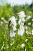 Eriophorum angustifolium