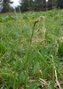 In a meadow