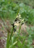 Eriophorum latifolia