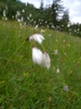 Woolly flowers