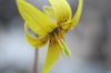 Erthronium americanum flower close up