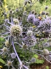flower, summer,