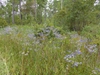Eryngium aquaticum