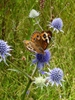 Eryngium aquaticum