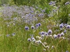 Eryngium aquaticum