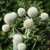 rounded whitish flowers
