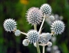 Rounded whitish flowers
