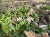 rosettes of broad leaves among rocks.