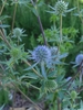 Small blue flowers in round heads surrounded by blue bracts.