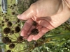 Dark brown rounded seedheads