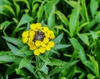 Flower with leaves