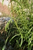 Stem and leaves
