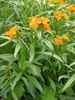 Form, leaves, flowers E. x marshallii