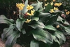 Erythronium 'Pagoda'