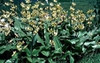 Erythronium 'Pagoda'