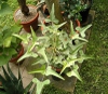 Erythrina herbacea