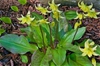 Erythronium 'Pagoda'