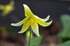 Erythronium 'Pagoda'