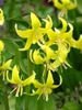 leaves and flowers