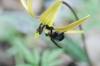 Erythronium americanum with bumblebee