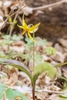 Erythronium_americanum form