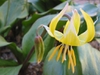 leaves and flowers
