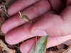 Fruit