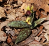 Leaves and flower