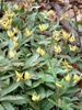Form