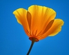 Eschscholzia californica