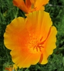Eschscholzia californica